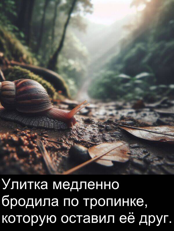 которую: Улитка медленно бродила по тропинке, которую оставил её друг.