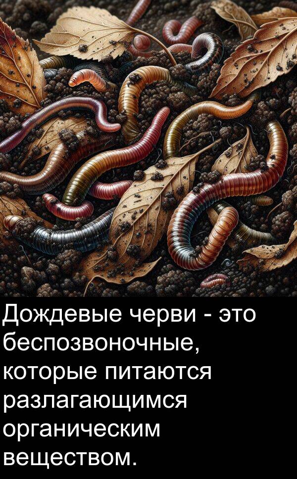 черви: Дождевые черви - это беспозвоночные, которые питаются разлагающимся органическим веществом.
