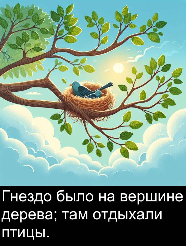 вершине: Гнездо было на вершине дерева; там отдыхали птицы.
