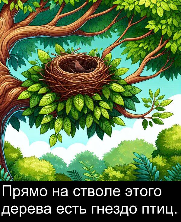 стволе: Прямо на стволе этого дерева есть гнездо птиц.