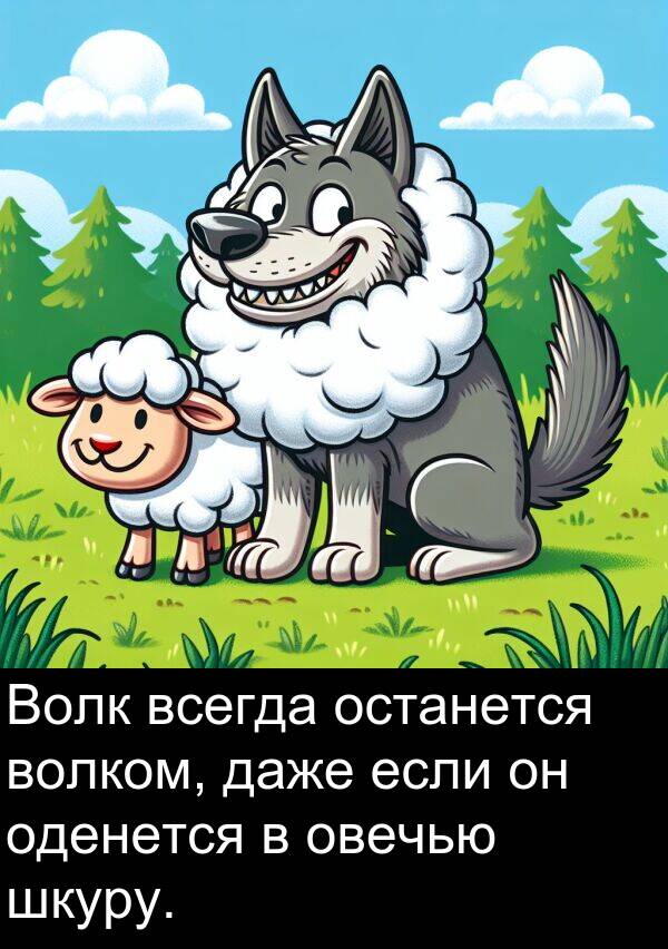 даже: Волк всегда останется волком, даже если он оденется в овечью шкуру.