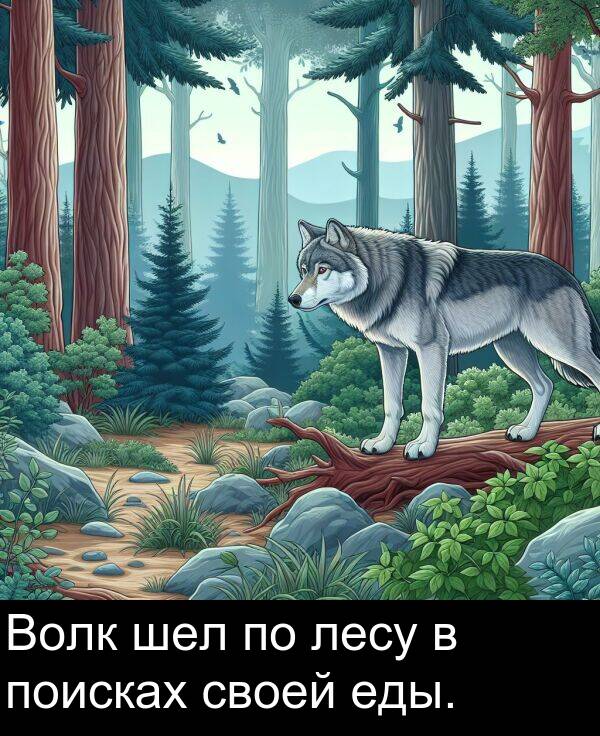 своей: Волк шел по лесу в поисках своей еды.