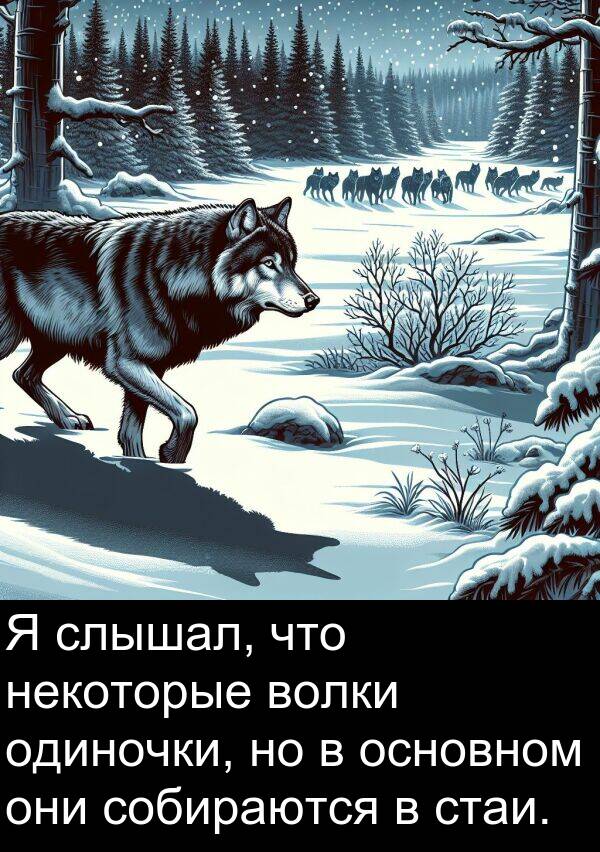 стаи: Я слышал, что некоторые волки одиночки, но в основном они собираются в стаи.