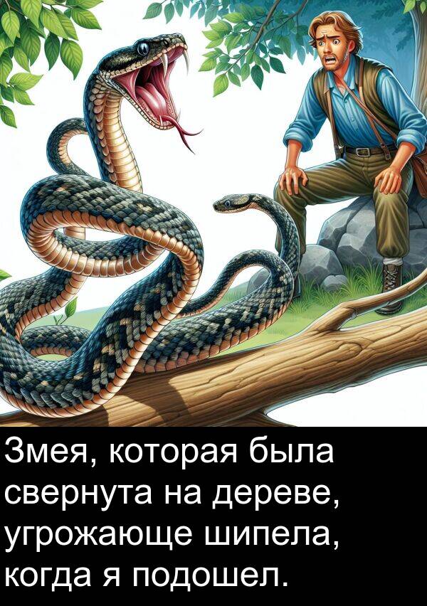 свернута: Змея, которая была свернута на дереве, угрожающе шипела, когда я подошел.