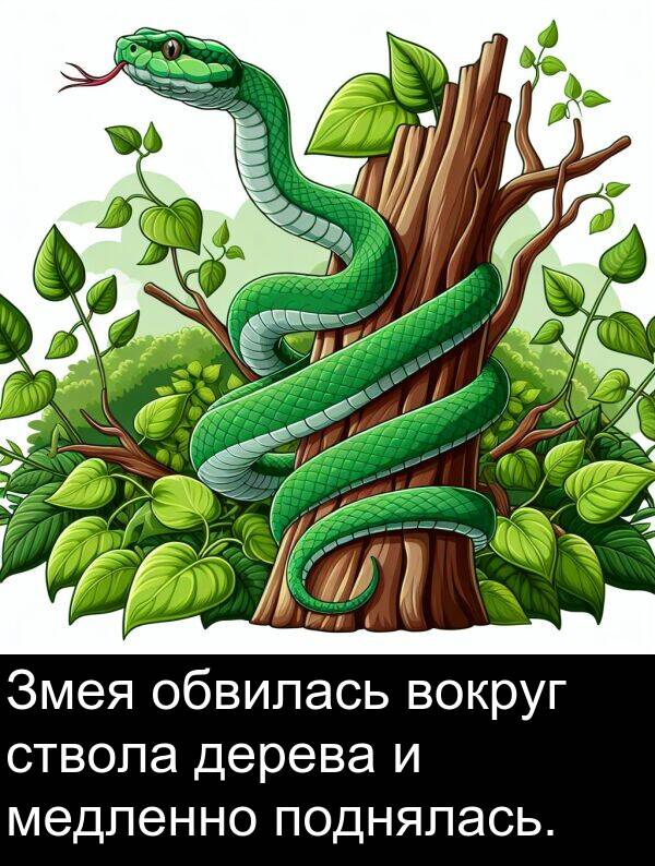 ствола: Змея обвилась вокруг ствола дерева и медленно поднялась.