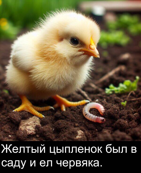 саду: Желтый цыпленок был в саду и ел червяка.