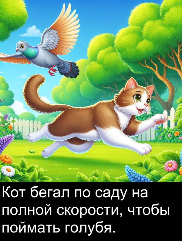 саду: Кот бегал по саду на полной скорости, чтобы поймать голубя.
