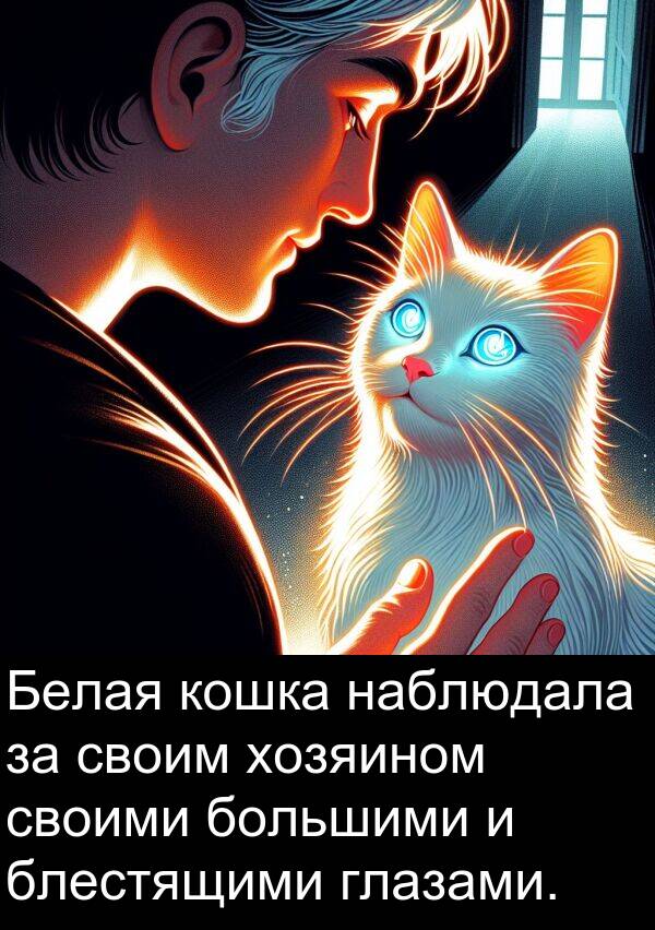 кошка: Белая кошка наблюдала за своим хозяином своими большими и блестящими глазами.