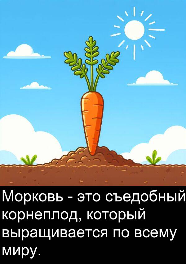 корнеплод: Морковь - это съедобный корнеплод, который выращивается по всему миру.