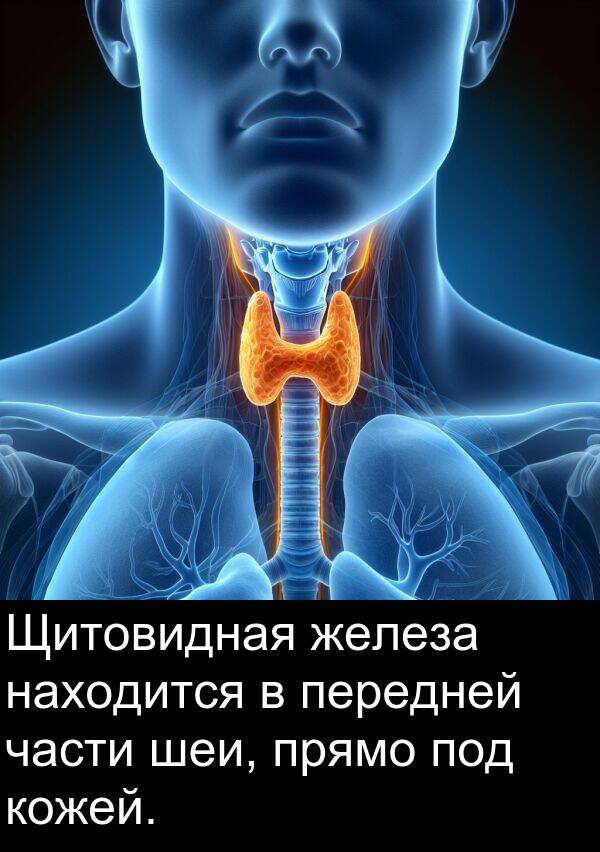 кожей: Щитовидная железа находится в передней части шеи, прямо под кожей.