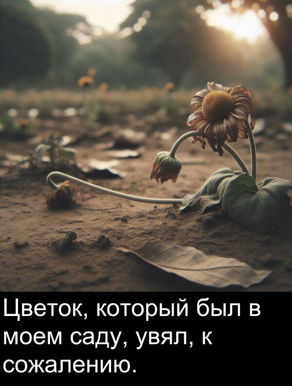 который: Цветок, который был в моем саду, увял, к сожалению.