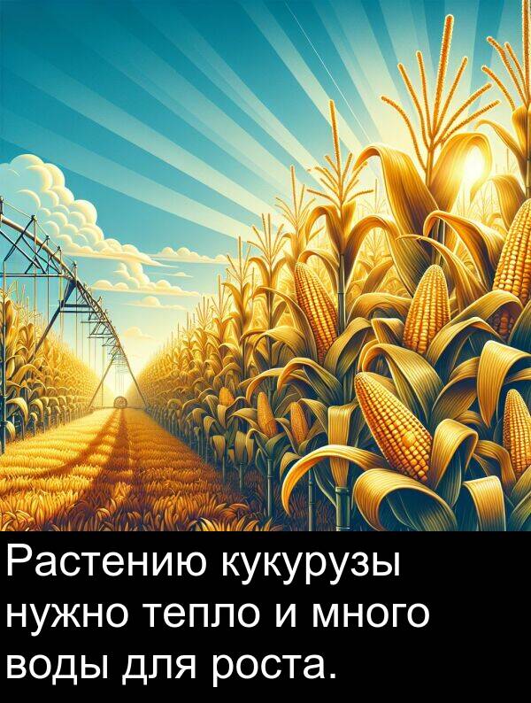 кукурузы: Растению кукурузы нужно тепло и много воды для роста.