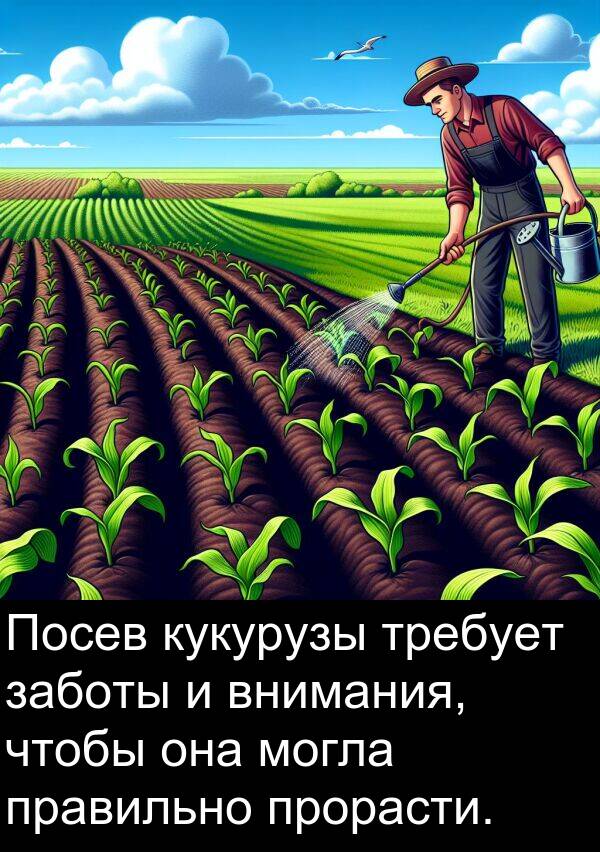 кукурузы: Посев кукурузы требует заботы и внимания, чтобы она могла правильно прорасти.