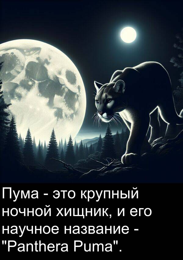 название: Пума - это крупный ночной хищник, и его научное название - "Panthera Puma".