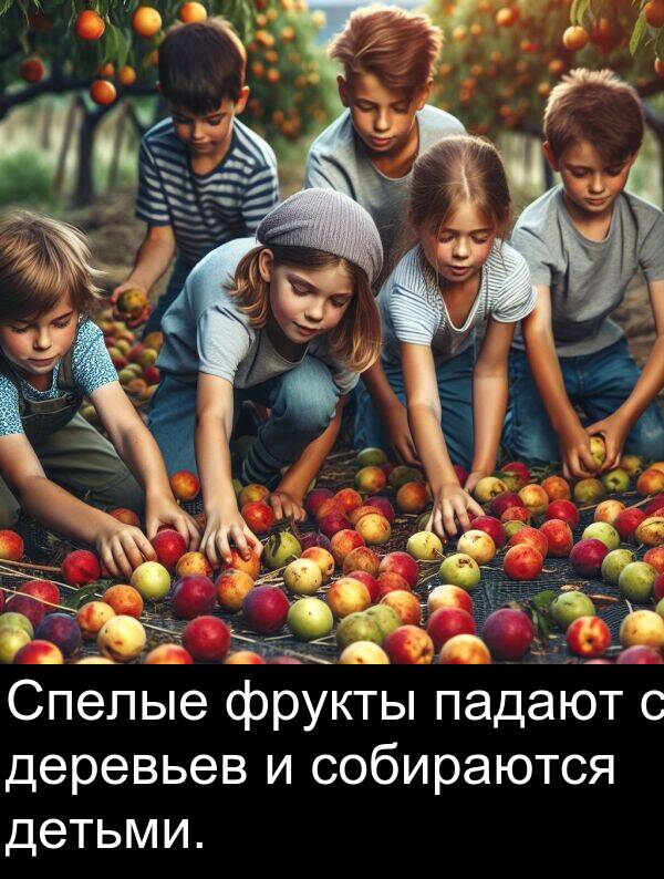 падают: Спелые фрукты падают с деревьев и собираются детьми.