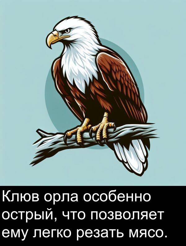 легко: Клюв орла особенно острый, что позволяет ему легко резать мясо.