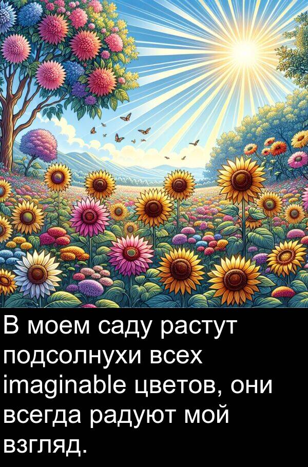 саду: В моем саду растут подсолнухи всех imaginable цветов, они всегда радуют мой взгляд.