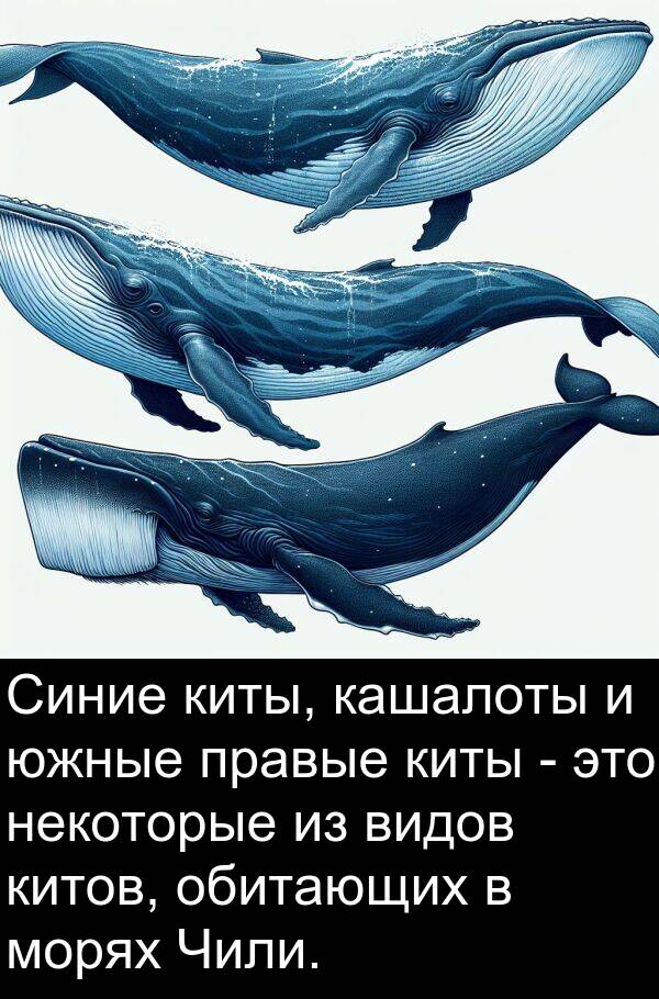 киты: Синие киты, кашалоты и южные правые киты - это некоторые из видов китов, обитающих в морях Чили.