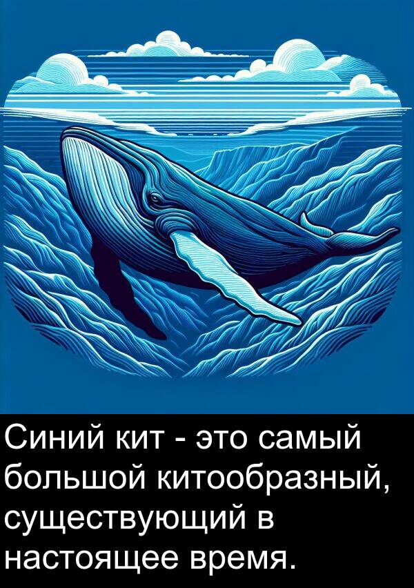 кит: Синий кит - это самый большой китообразный, существующий в настоящее время.