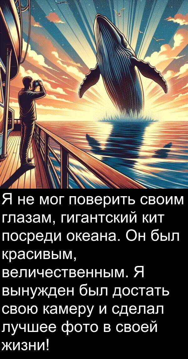 кит: Я не мог поверить своим глазам, гигантский кит посреди океана. Он был красивым, величественным. Я вынужден был достать свою камеру и сделал лучшее фото в своей жизни!