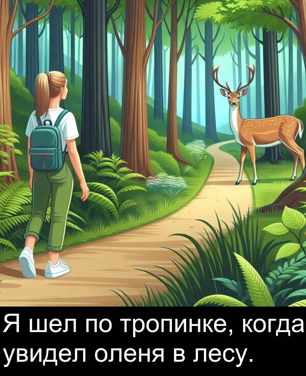когда: Я шел по тропинке, когда увидел оленя в лесу.