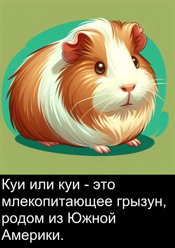 куи: Куи или куи - это млекопитающее грызун, родом из Южной Америки.