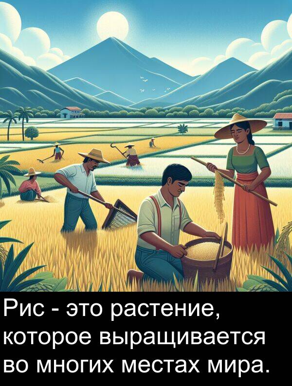 которое: Рис - это растение, которое выращивается во многих местах мира.