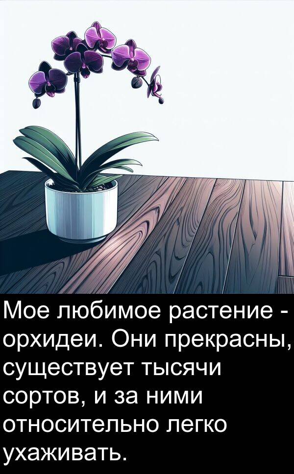 ухаживать: Мое любимое растение - орхидеи. Они прекрасны, существует тысячи сортов, и за ними относительно легко ухаживать.