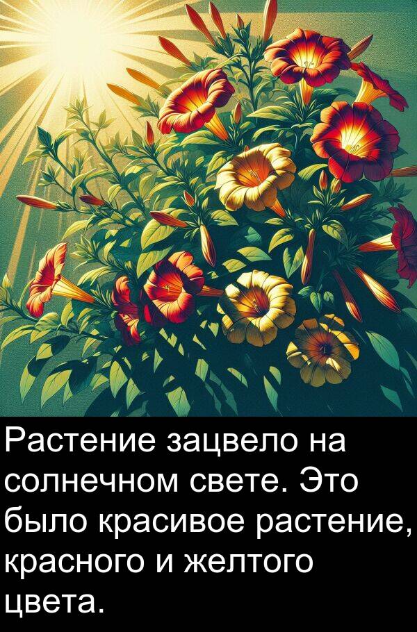 красного: Растение зацвело на солнечном свете. Это было красивое растение, красного и желтого цвета.