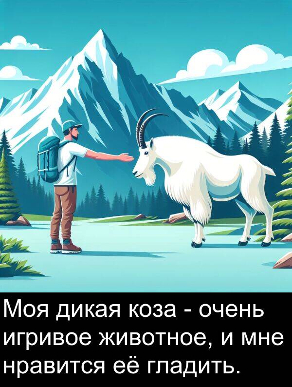 коза: Моя дикая коза - очень игривое животное, и мне нравится её гладить.