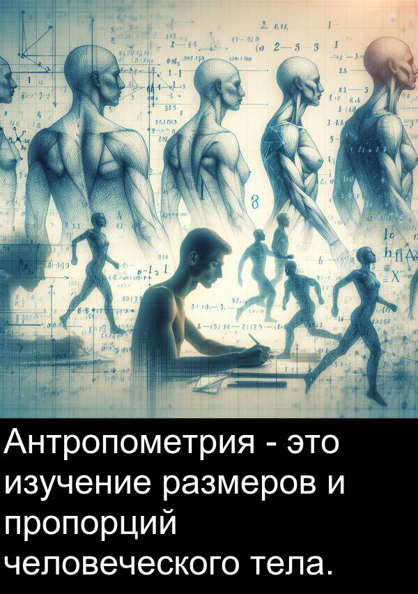 пропорций: Антропометрия - это изучение размеров и пропорций человеческого тела.