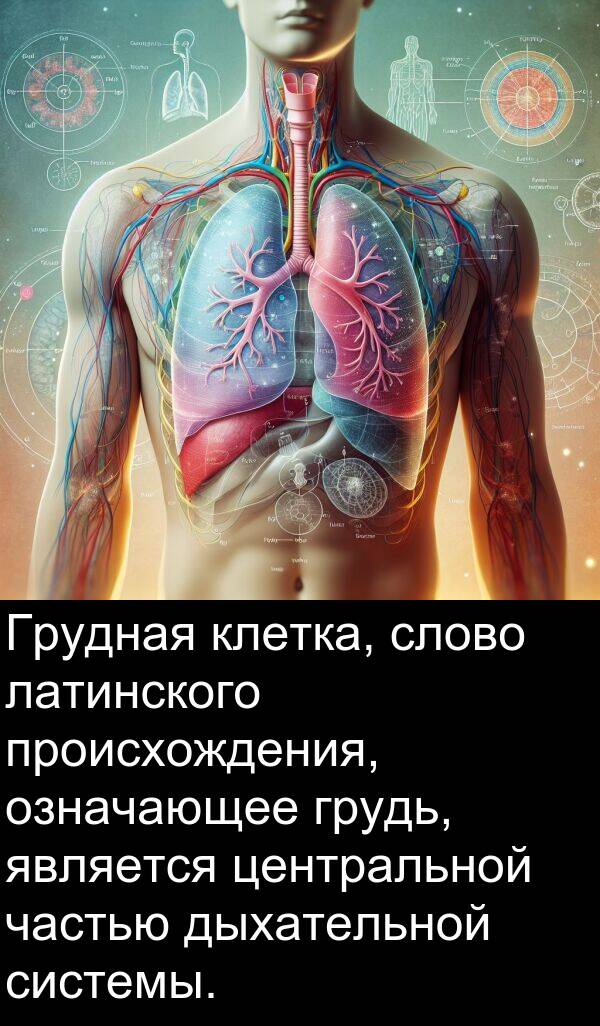 клетка: Грудная клетка, слово латинского происхождения, означающее грудь, является центральной частью дыхательной системы.