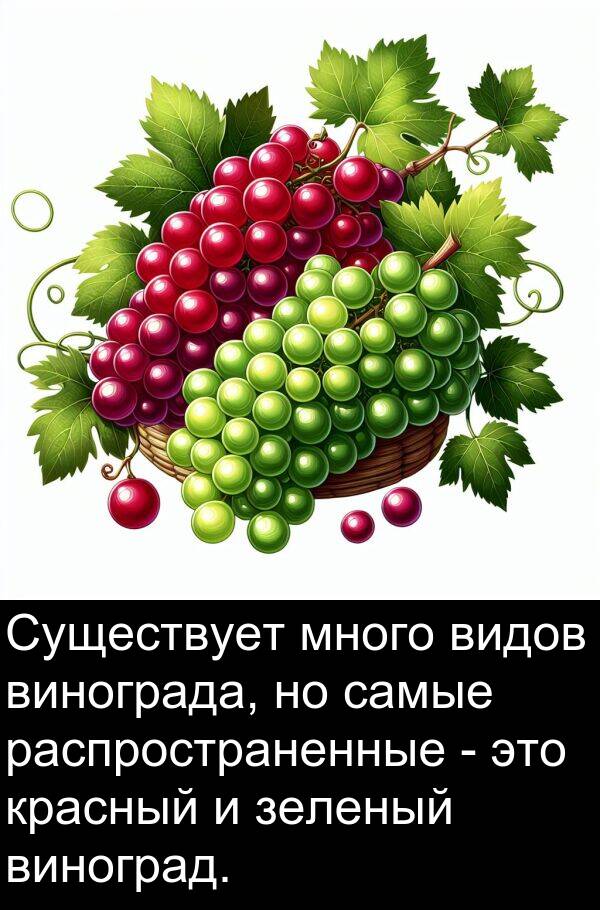 красный: Существует много видов винограда, но самые распространенные - это красный и зеленый виноград.