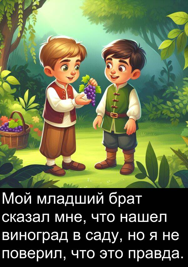 правда: Мой младший брат сказал мне, что нашел виноград в саду, но я не поверил, что это правда.