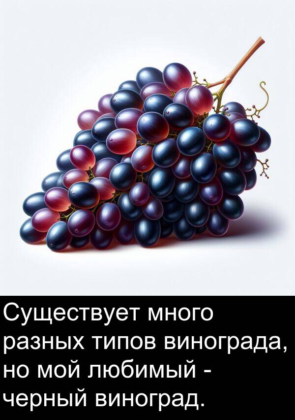 черный: Существует много разных типов винограда, но мой любимый - черный виноград.