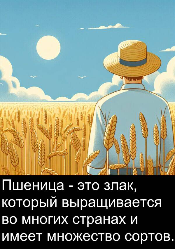 выращивается: Пшеница - это злак, который выращивается во многих странах и имеет множество сортов.