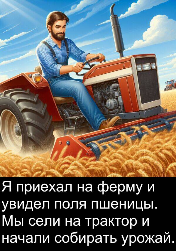 поля: Я приехал на ферму и увидел поля пшеницы. Мы сели на трактор и начали собирать урожай.