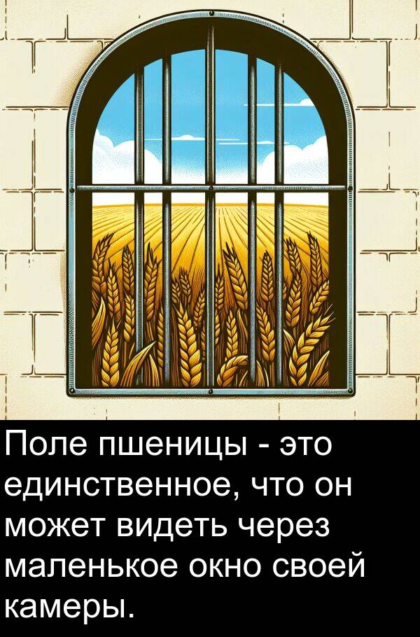 пшеницы: Поле пшеницы - это единственное, что он может видеть через маленькое окно своей камеры.