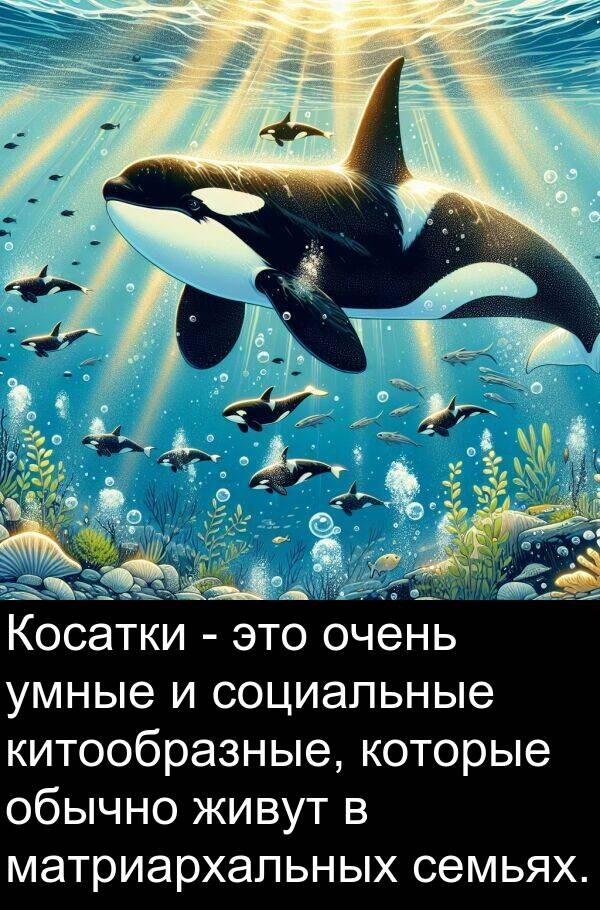 китообразные: Косатки - это очень умные и социальные китообразные, которые обычно живут в матриархальных семьях.