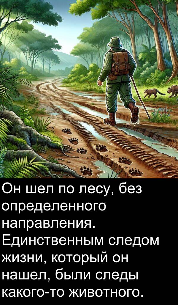 шел: Он шел по лесу, без определенного направления. Единственным следом жизни, который он нашел, были следы какого-то животного.