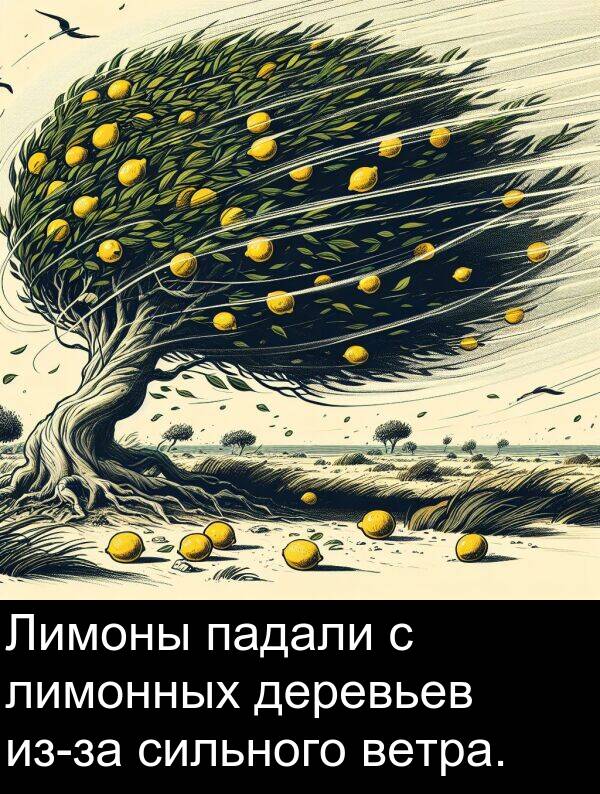 ветра: Лимоны падали с лимонных деревьев из-за сильного ветра.