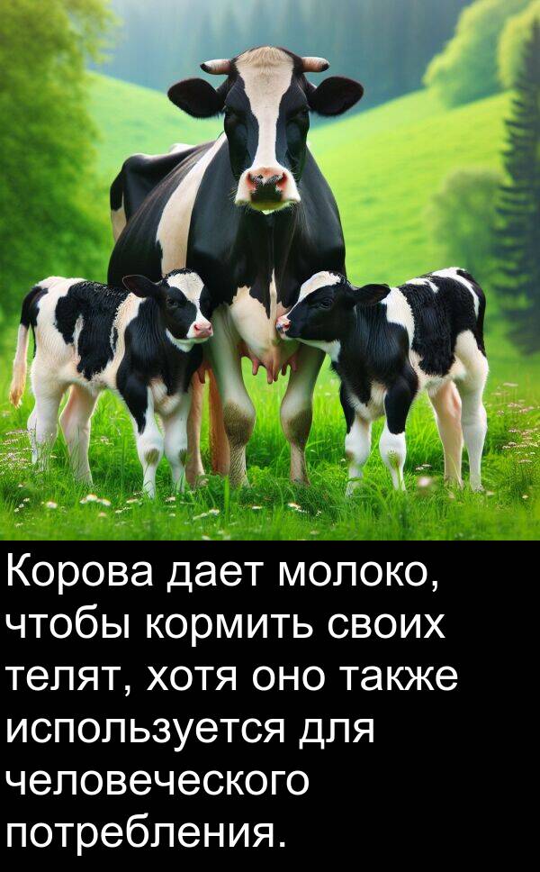 кормить: Корова дает молоко, чтобы кормить своих телят, хотя оно также используется для человеческого потребления.