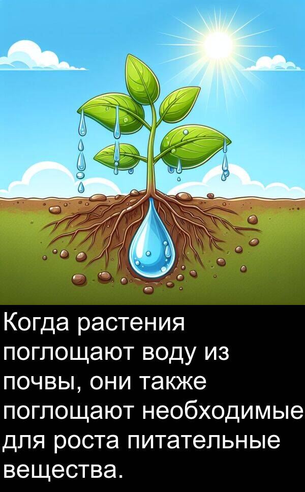 почвы: Когда растения поглощают воду из почвы, они также поглощают необходимые для роста питательные вещества.