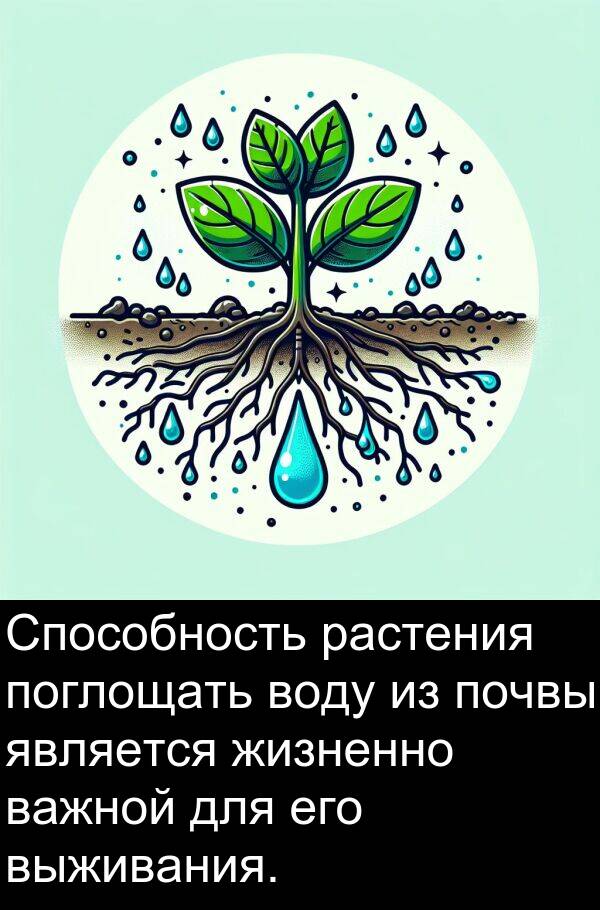 почвы: Способность растения поглощать воду из почвы является жизненно важной для его выживания.