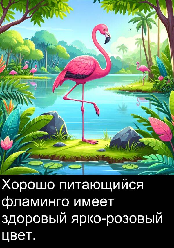 цвет: Хорошо питающийся фламинго имеет здоровый ярко-розовый цвет.