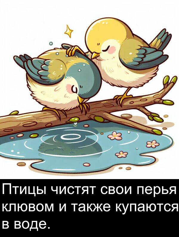 клювом: Птицы чистят свои перья клювом и также купаются в воде.
