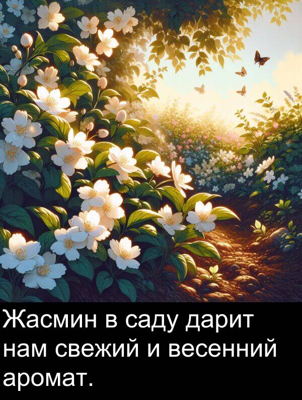 свежий: Жасмин в саду дарит нам свежий и весенний аромат.