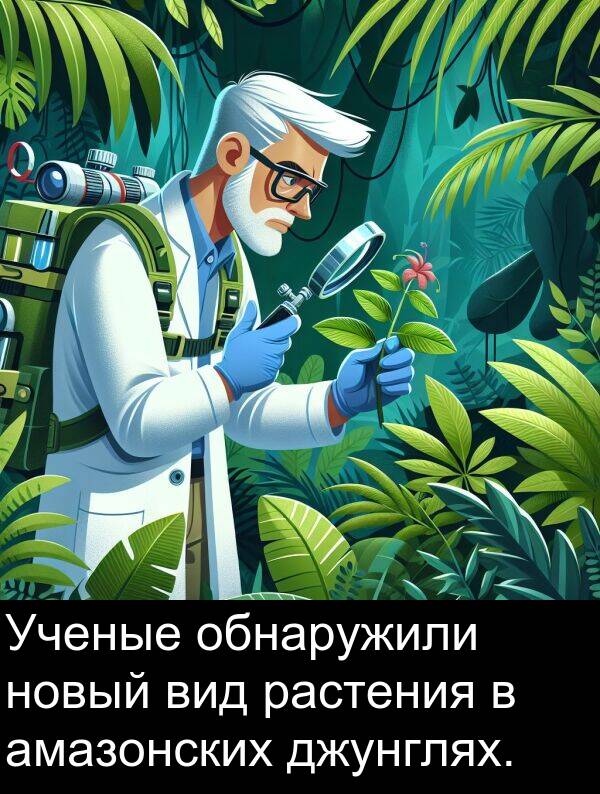 новый: Ученые обнаружили новый вид растения в амазонских джунглях.