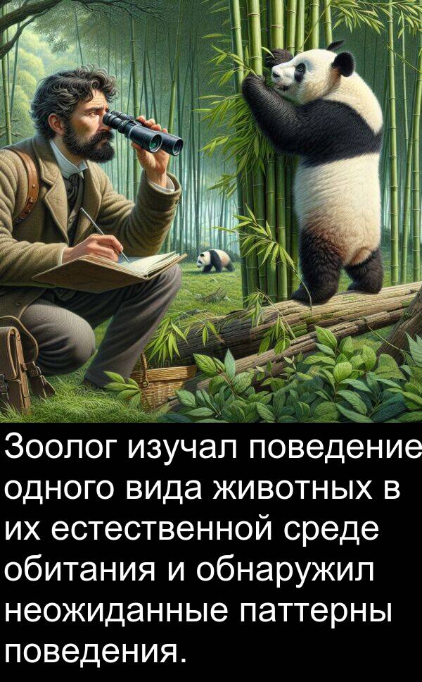 обитания: Зоолог изучал поведение одного вида животных в их естественной среде обитания и обнаружил неожиданные паттерны поведения.