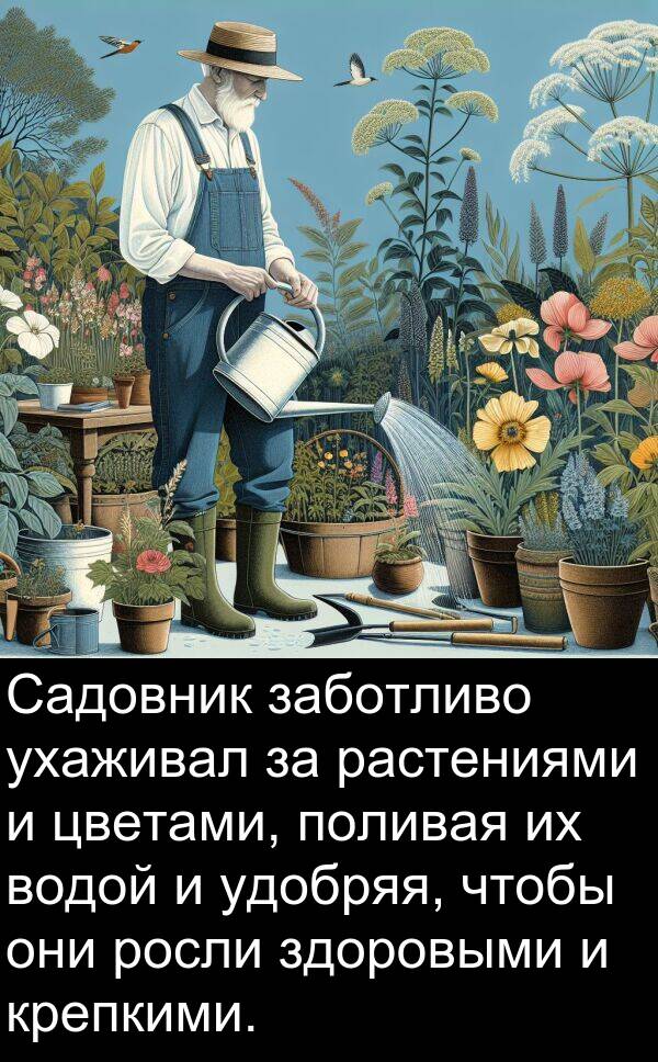 крепкими: Садовник заботливо ухаживал за растениями и цветами, поливая их водой и удобряя, чтобы они росли здоровыми и крепкими.